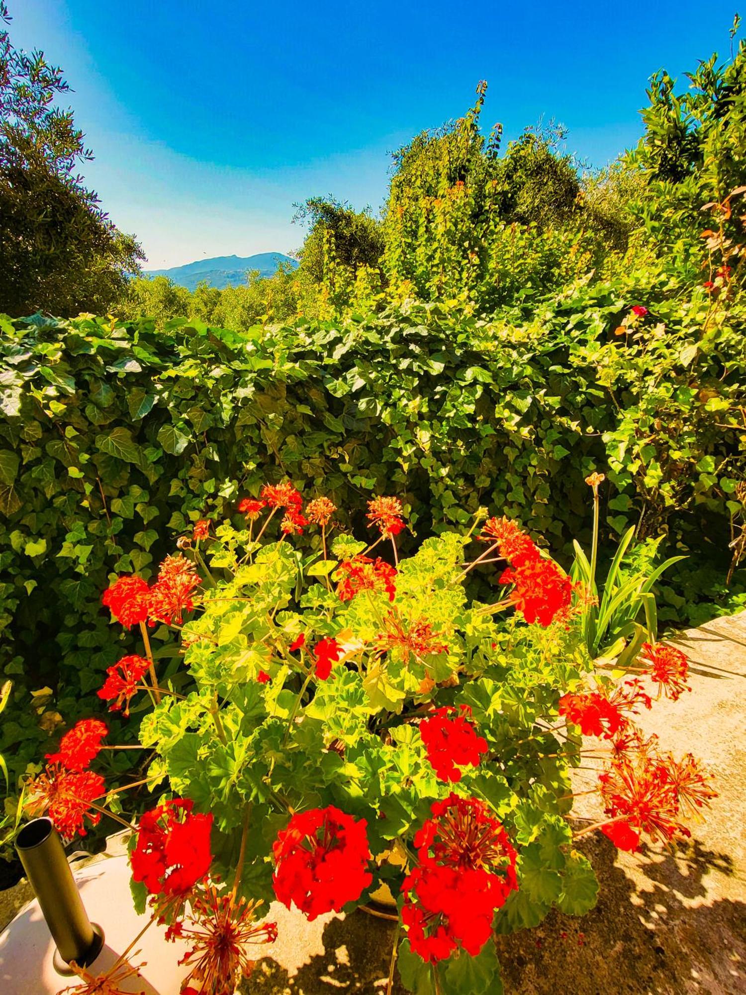 Apartament Claudiagapi Korfu Agios Stefanos Avliotes (Corfu)